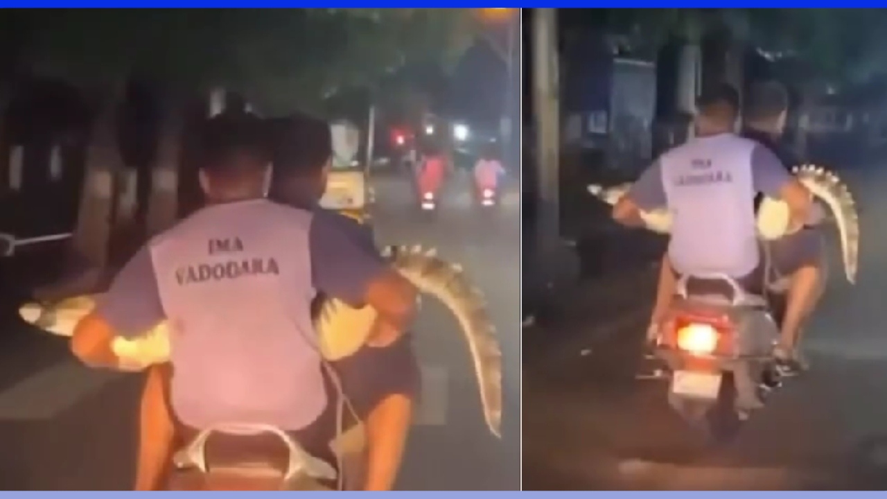 Pillion Carrying Crocodile on Honda Activa